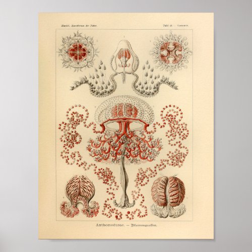 Vintage Anthomedusae Color Ernst Haeckel Art Print