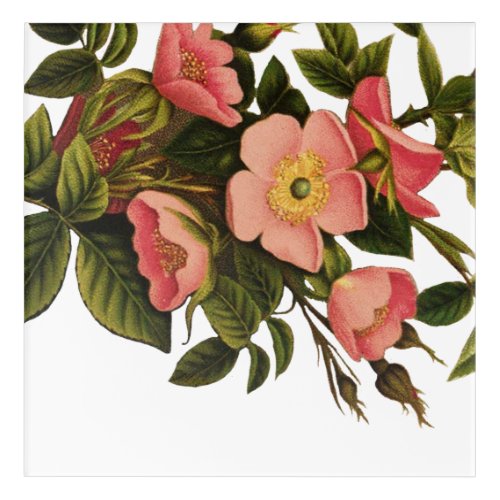 Vintage Antique Art Rose Flower Art Illustration