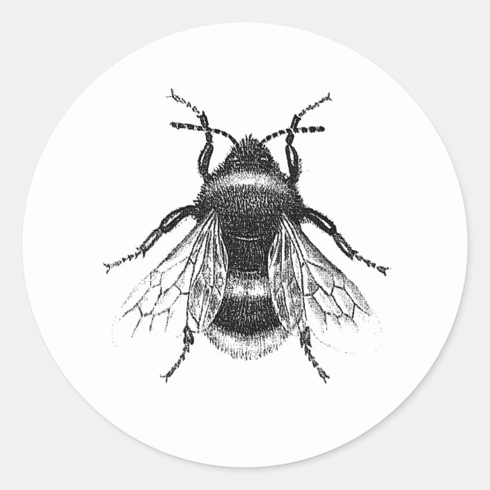 Vintage Antique Bumble Bee Illustration Classic Round Sticker