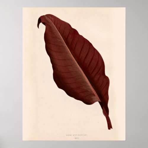 Vintage Antique Burgundy Red Artsy Tropical Leaf Poster