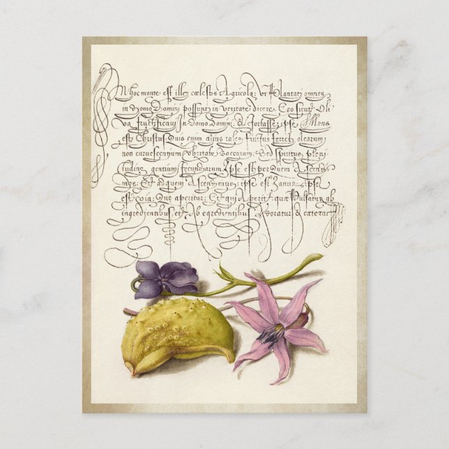 Vintage antique calligraphy botanical illustration postcard (Front)