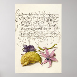Vintage antique calligraphy botanical illustration poster