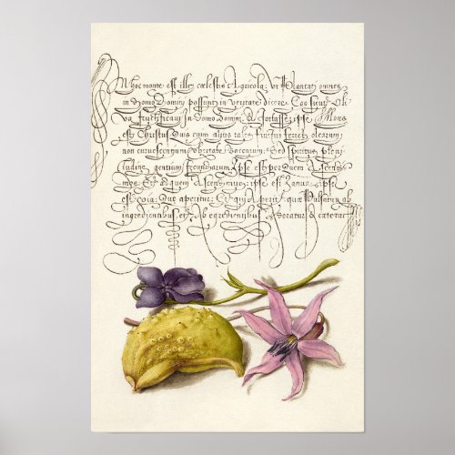 Vintage antique calligraphy botanical illustration poster