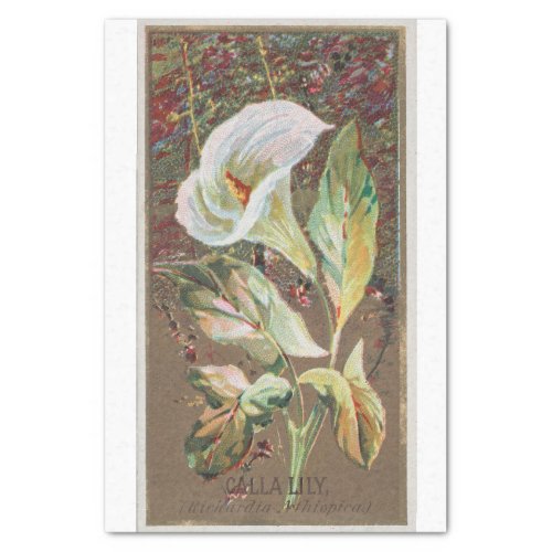 Vintage Antique Classic Calla Lily Flower Tissue Paper