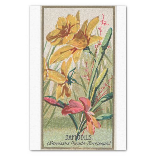 Vintage Antique Classic Daffodil Flowers Tissue Paper