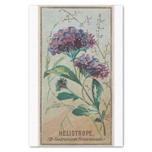 Vintage Antique Classic Heliotrope Flowers Tissue Paper