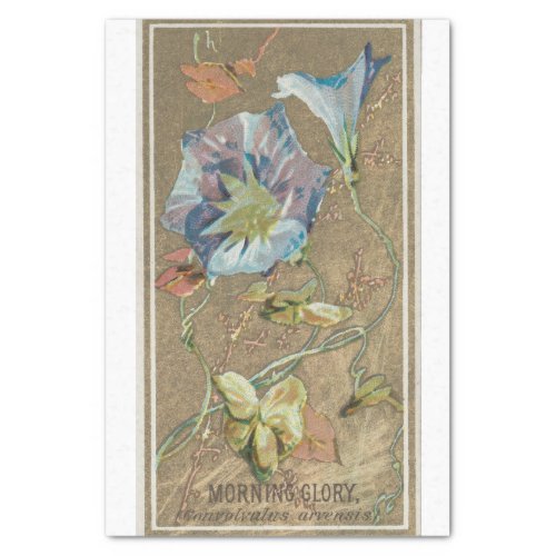 Vintage Antique Classic Morning Glory Flowers Tissue Paper