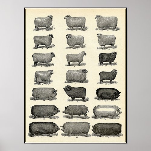 Vintage Antique Farm Animals Poster