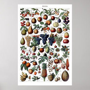 Vintage Antique French Fruit Print Poster