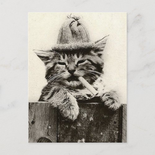 Vintage Antique Funny Nostalgia cute catkitten Postcard