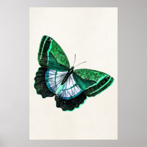 Vintage Antique Green Butterfly 1800s Illustration Poster