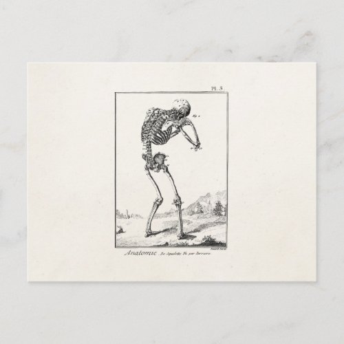 Vintage Antique Human Skeleton Medical Anatomy Postcard