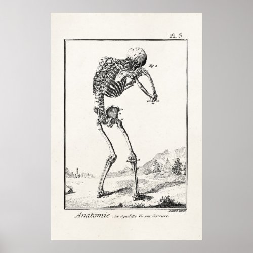 Vintage Antique Human Skeleton Medical Anatomy Poster