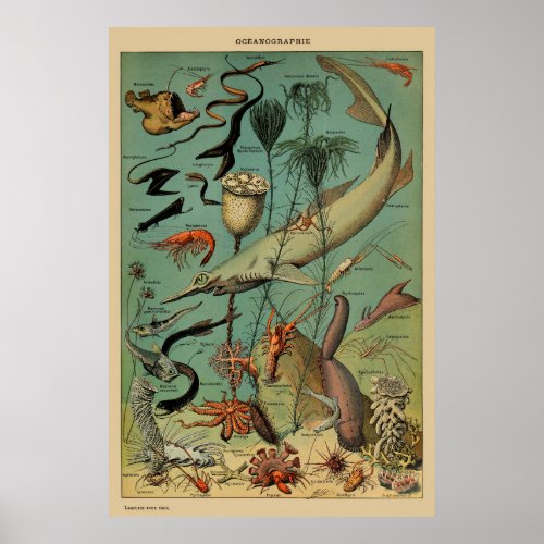 Vintage Antique Marine Animal Fish Scientific Post Poster