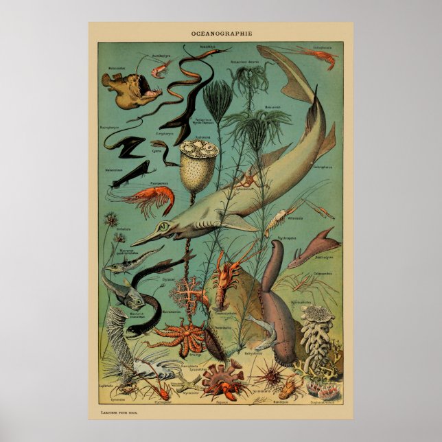 Vintage Antique Marine Animal Fish Scientific Post Poster (Front)