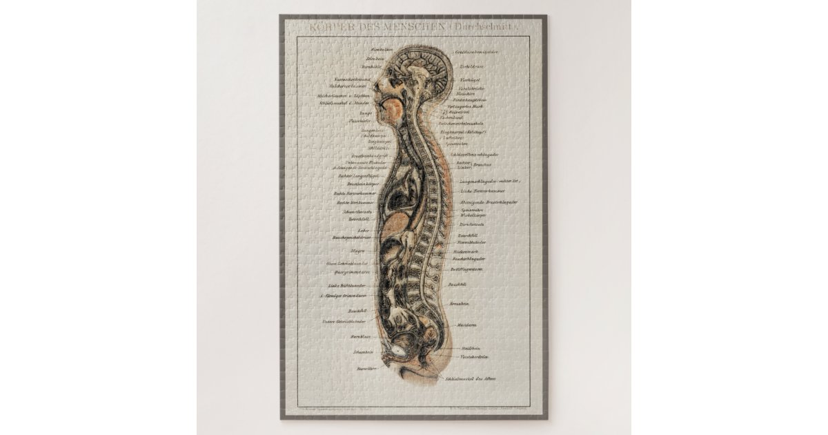Vintage Antique Medical Anatomy Anatomical Diagram Jigsaw Puzzle | Zazzle