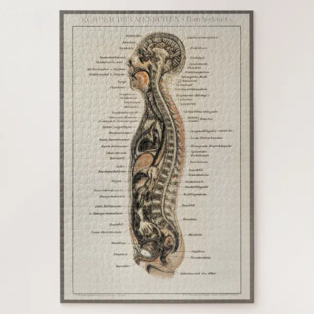 Vintage Antique Medical Anatomy Anatomical Diagram Jigsaw Puzzle | Zazzle