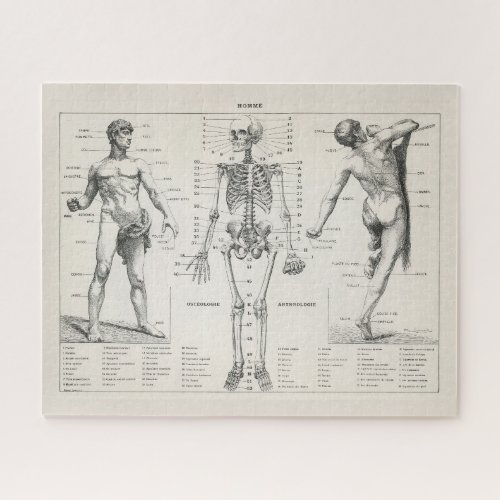 Vintage Antique Medical Anatomy Anatomical Diagram Jigsaw Puzzle