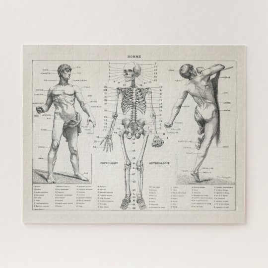 Vintage Antique Medical Anatomy Anatomical Diagram Jigsaw Puzzle ...