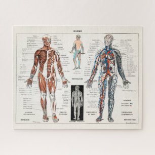 Vintage Antique Medical Anatomy Anatomical Diagram Jigsaw Puzzle