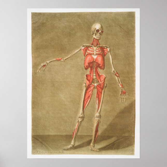 Vintage Antique Medical Anatomy Anatomical Diagram Poster (Front)