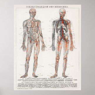 Vintage Antique Medical German Anatomical Diagram Poster