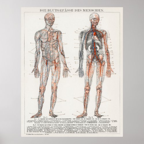 Vintage Antique Medical German Anatomical Diagram Poster