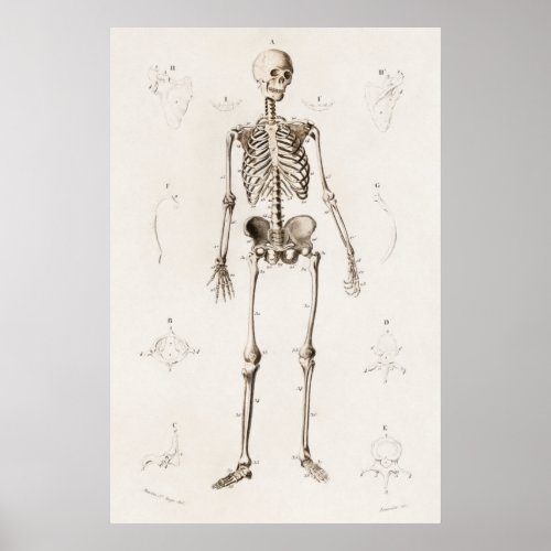 Vintage Antique Medical Skeleton Anatomy Diagram Poster