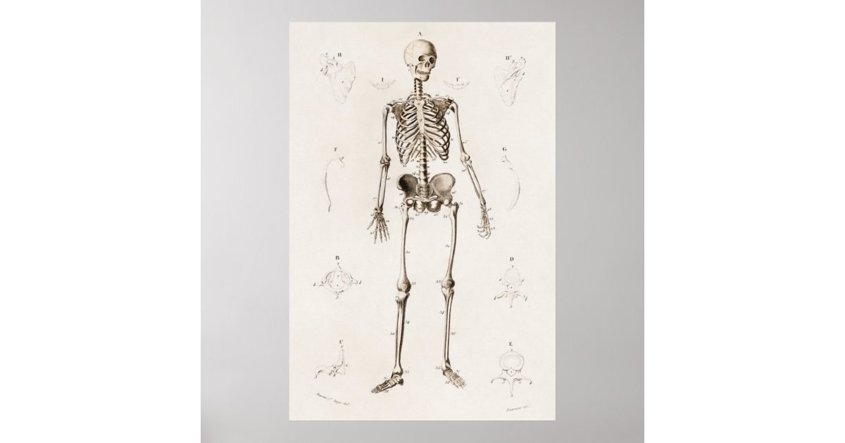 Vintage Antique Medical Skeleton Anatomy Diagram Poster | Zazzle
