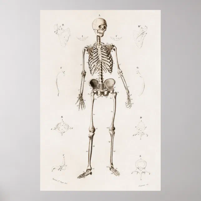 Vintage Antique Medical Skeleton Anatomy Diagram Poster | Zazzle