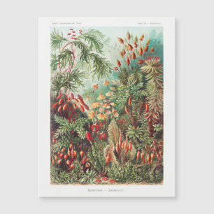 Vintage Antique Nature Flowers Rainforest