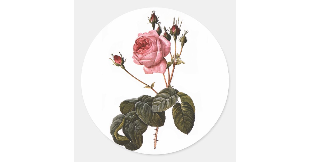Vintage Antique Pink Garden Roses in Bloom Classic Round Sticker | Zazzle