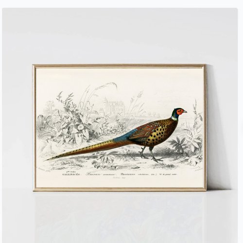 Vintage Antique  Ring_necked  Pheasant Poster