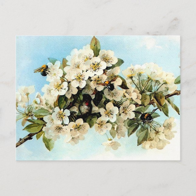 Vintage Apple Blossoms Postcard (Front)