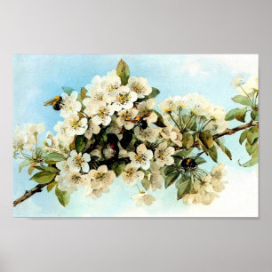 Vintage Apple Blossoms Poster