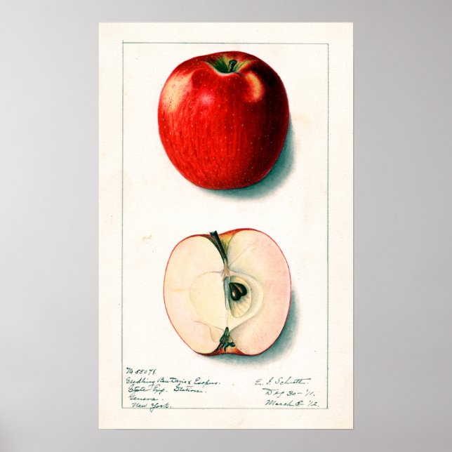 Vintage Apple Botanical Illustration Poster (Front)