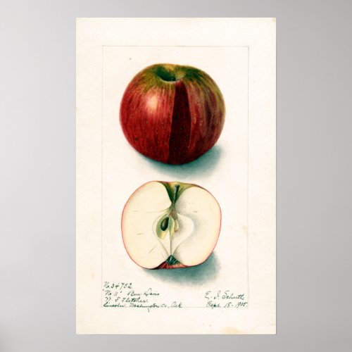 Vintage Apple Botanical Illustration Poster