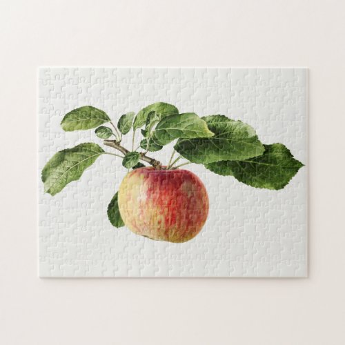 Vintage Apple Fruit Watercolor Painting Jigsaw Puzzle