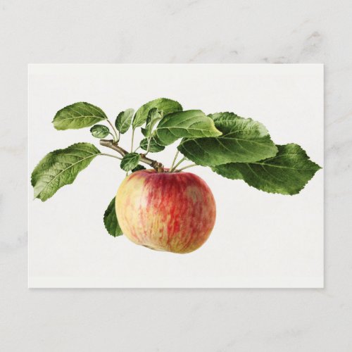 Vintage Apple Fruit Watercolor Painting Postcard