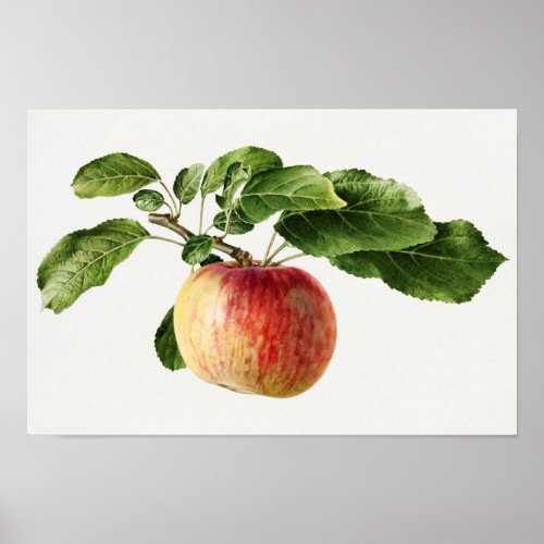Vintage Apple Fruit Watercolor Painting Poster
