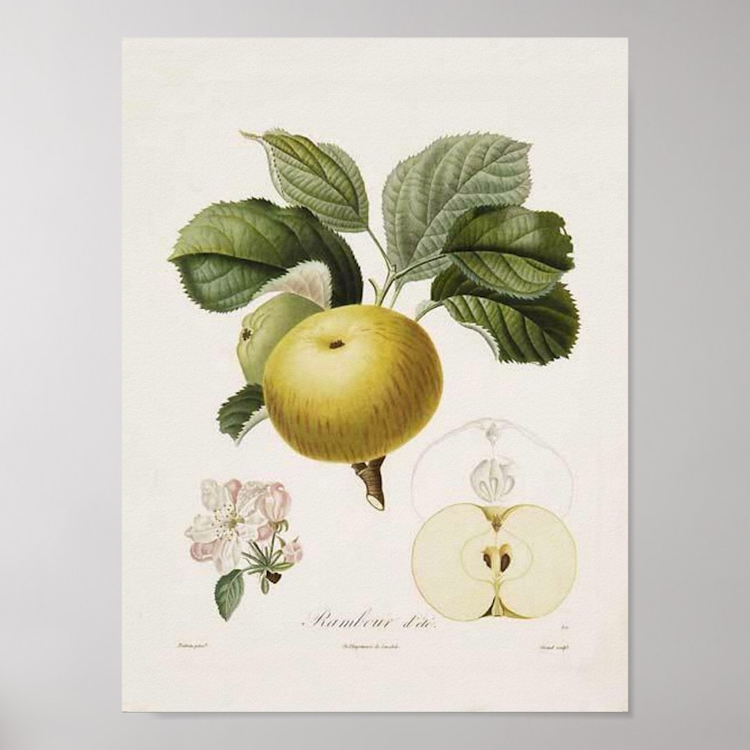 Vintage Apple Poster Zazzle