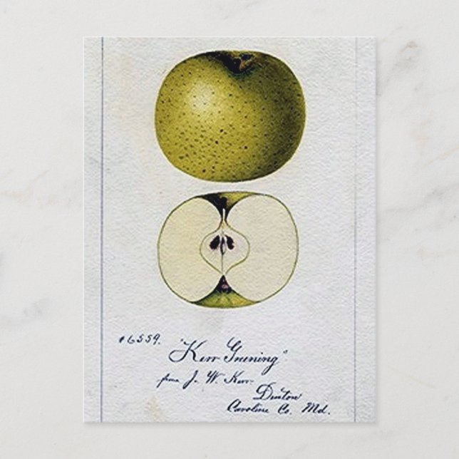 Vintage Apple Recipe Card (Front)