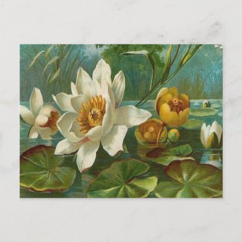 Vintage  Aquatic Flower  Wife Birthday Postcard by esoticastore at Zazzle