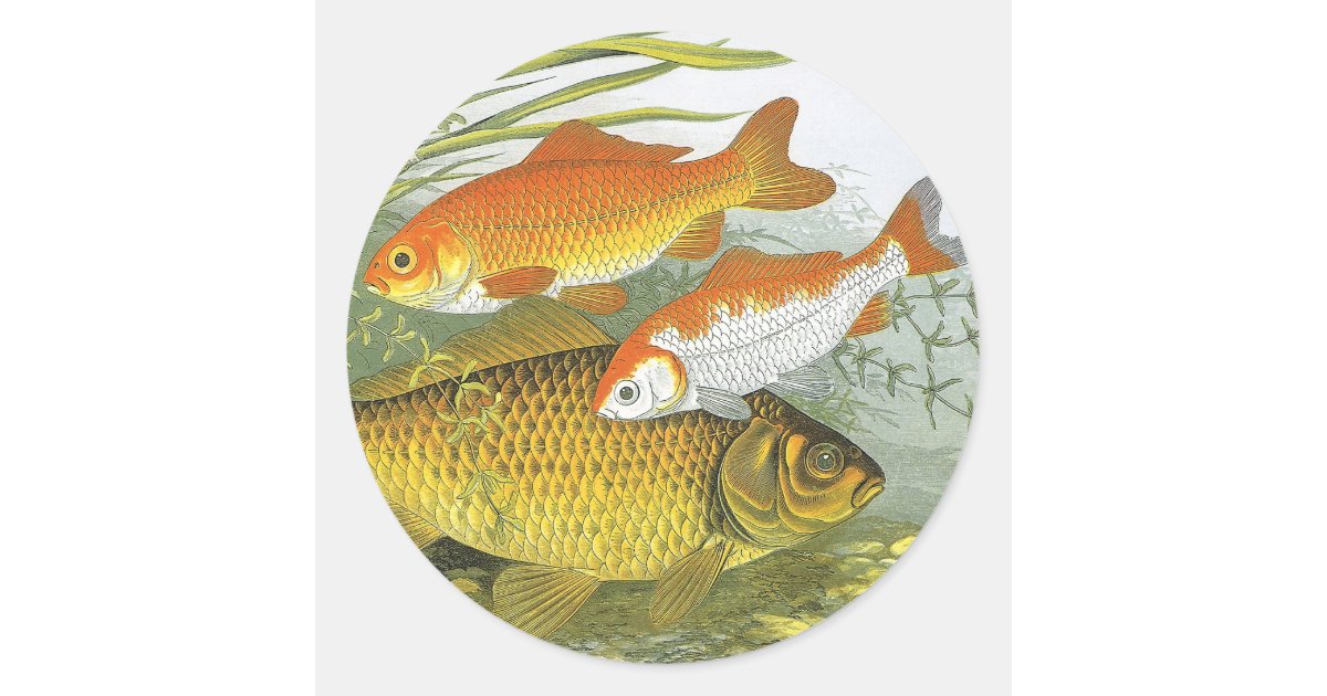 Vintage Aquatic Goldfish Koi Fish, Marine Sea Life Classic Round Sticker