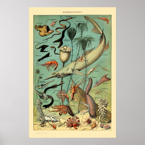 Vintage Aquatic Life by Adolphe Millot Poster