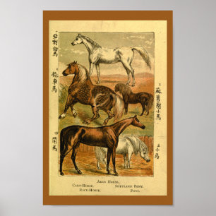 Vintage Arab Horse Pony Natural History Print