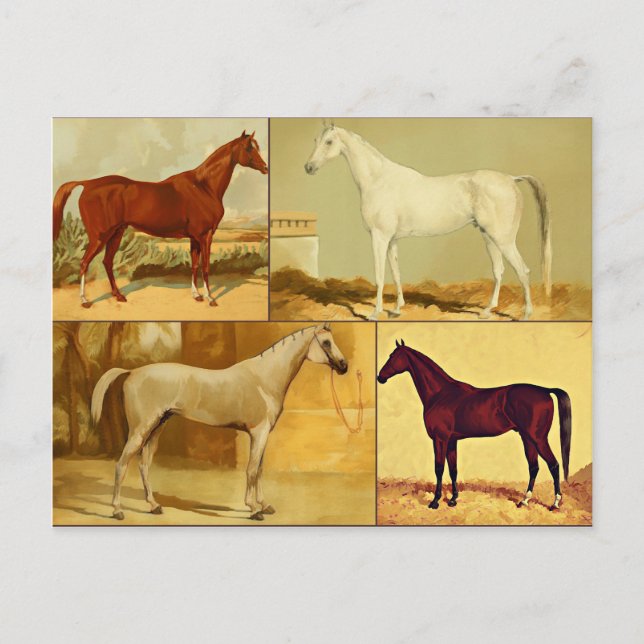 Vintage  Arabian horses - collage Postcard (Front)
