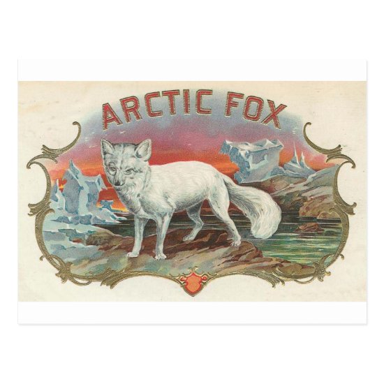 Vintage Arctic Fox Postcard
