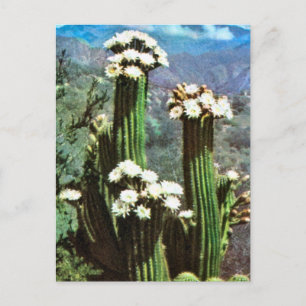 Vintage Argentina, Flowering Cactus Postcard