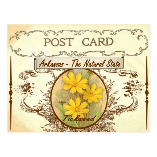Vintage Arkansas State Flower Postcard | Zazzle.com